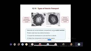 Cytology  ch12  lecture 3  Dr Amer Imresh [upl. by Eked]