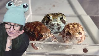 Unboxing the VIRAL Rain Frogs that EVERYBODY WANTS Theyre finally in the hobby  NOW WHAT [upl. by Truscott]