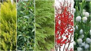 Five Plants for Winter Interest 🌲❄️ Garden Answer [upl. by Armmat]