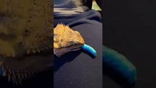 Large Hornworm feeding bittle hornworm reptiles shorts cute feeding food [upl. by Burt]