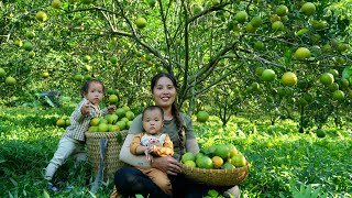 Harvest the orange garden to sell at the market  trap giant fish to cook with your children [upl. by Misti44]