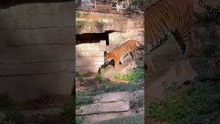 Tiger coming 🐅 youtube shorts tiger animals [upl. by Nabru184]