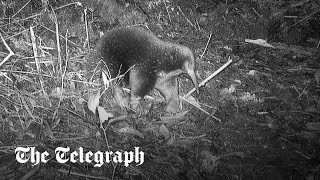 Scientists rediscover Attenborough’s echidna after 60 year hiatus [upl. by Tibbetts749]