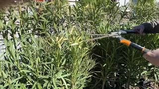 Trimming Oleanders after winter frost This will help with new growth [upl. by Landrum]