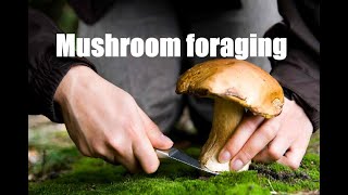 Mushroom foraging [upl. by Lentha]