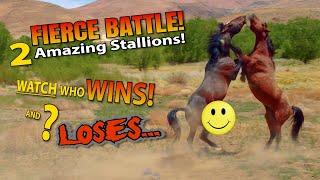 2 AMAZING WILD STALLIONS FIGHTING Watch who WINS and WHO Loses horse horselover god [upl. by Ecnarwal]