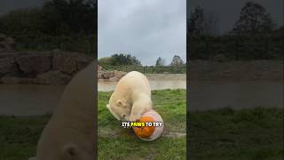 Polar Bears Genius Trick to Get a Pumpkin Out of Ice❤️ [upl. by Eruza]