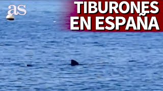 Aparece un tiburón de 4 metros en la Playa de Calahonda Motril  Diario AS [upl. by Ailugram710]