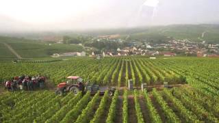 Champagne Pierre Domi  Vendanges avec drone [upl. by Pani]