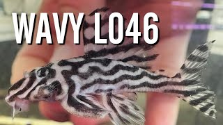 Should You Buy L046 Zebra Plecos with Wavy Lines [upl. by Inilahs]