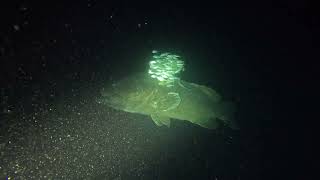 Mérou Géant Loche Carite Epinephelus lanceolatus Giant Grouper  Récif Cook Nouvelle Calédonie [upl. by Eramat]