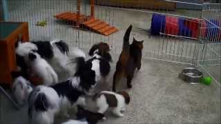 7 PapillonPuppy 10 amp 11 weeks old Part 4 [upl. by Rai]