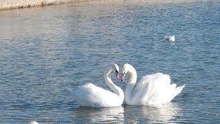 Jerzy Połomski Co mówi wiatr Jezioro Łabędzie Swan Lake [upl. by Elleval]