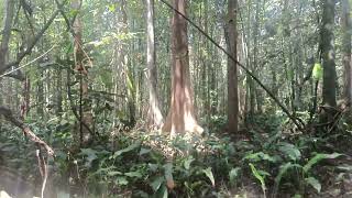 myristica swamps kerala western ghuts forest [upl. by Avram854]