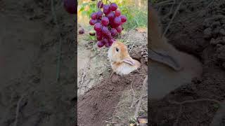 Use grapes to lure bunny out of hole [upl. by Enuahs]