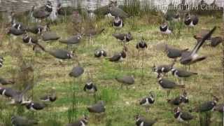 Urdaibai Bird Center  Vanellus vanellus [upl. by Leiva]