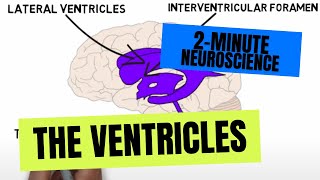 2Minute Neuroscience The Ventricles [upl. by Fairbanks]