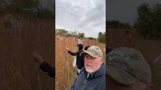 Picking Big Bluestem p2 [upl. by Atnauqahs]