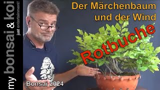 Bonsai 202413  Rotbuche  Fagus Sylvatica  der Märchenbaum und der Wind [upl. by Enilrae]