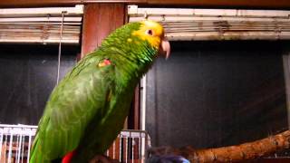 Johnny our Double yellow Headed Amazon Parrot [upl. by Mirabelle]