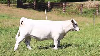 Tag 2 Coudron Charolais [upl. by Ennirroc]