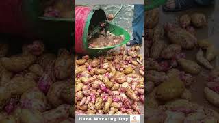 The Process Of Washing Sweet Potatoes [upl. by Nyletak]