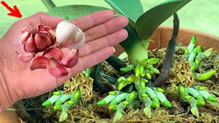 Only garlic Orchids immediately produce thousands of roots and bloom all year round [upl. by Phaidra]