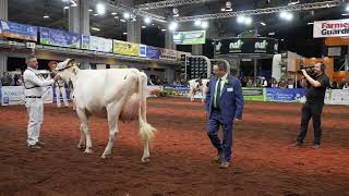 UK Dairy Day 2022 Holstein Intermediate 2 Year Old ClassRiverdane Unix Ashlyn Part 1 [upl. by Amery]