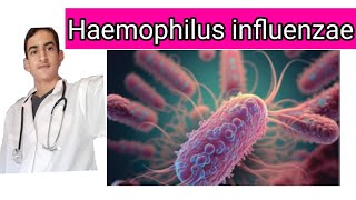 Haemophilus influenzae [upl. by Novek]