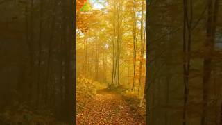 El olor a tierra mojada se llama petricor otoño geosmina petricor [upl. by Ahsienroc]