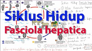 Siklus Hidup Fasciola hepatica [upl. by Michaelina713]