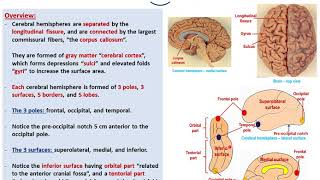 Sulciampgyri of the cerebral hemispheresDrAhmed Farid [upl. by Nylatsyrc293]