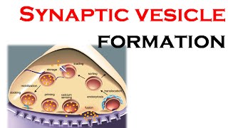 Synaptic vesicle formation [upl. by Hctud]