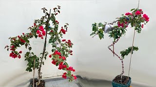 Pruning and shaping Bougainvillea [upl. by Hartzell889]