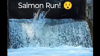 Salmon Run at Bowmanville nature salmonrun fishing livestream [upl. by Piselli]