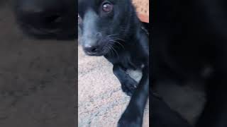 Adorable Schipperke Truffle Plays Hide and Seek Under the Coffee Table schipperke puppy [upl. by Iadrahs]