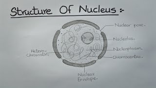 How to Draw Nucleus l Labelled Diagram l Structure of Nucleus l ES art amp craft [upl. by Llamaj]