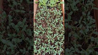 Coriander amp methi seeds planting🪴🌿 trending youtubeshorts shorts coriander methi [upl. by Trebron]