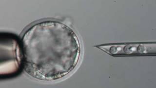 Blastocyst Microinjection [upl. by Delwyn93]