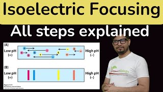 Isoelectric focusing in Hindi  Isoelectric focusing for proteins IEF [upl. by Sparks]