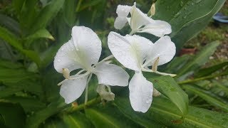 Cómo cuidar del Hedychium coronarium  Blanca Mariposa  Mariposa Griega  Ginger lily [upl. by Rissa]