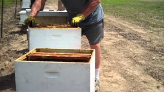 How to split a Beehive Easiest method by Tim Durham [upl. by Panthea635]