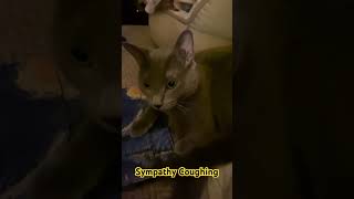 Sympathy Coughing 😹😹by Conchi 🐈‍⬛💖 catsofyoutube cats catslife catlover catsviral cattos [upl. by Aelanej377]