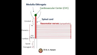 Vasomotor Nerves [upl. by Otsirc]