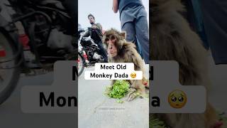 Meet Old Monkey Dada 🥺 [upl. by Dnalsor797]