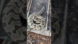 Finding a HUGE RATTLESNAKE under metal timber canebrake rattlesnake herping flipclip snakes [upl. by Noah]