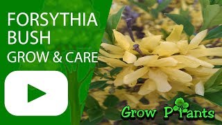 Forsythia bush  growing amp care [upl. by Karoly]