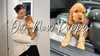 WE GOT A PUPPY picking up our cocker spaniel  puppy supplies haul 🐶✨ [upl. by Enair]