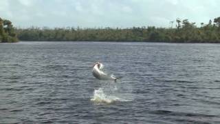 The Forgotten Coast HD Fly Fishing for Tarpon [upl. by Capone]