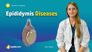 Epididymis Diseases  Surgery Video Lecture  Medical Online Education  VLearning™ [upl. by Enajaras967]